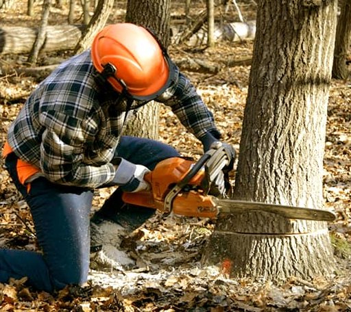 Tree Removal in Thurston, OH